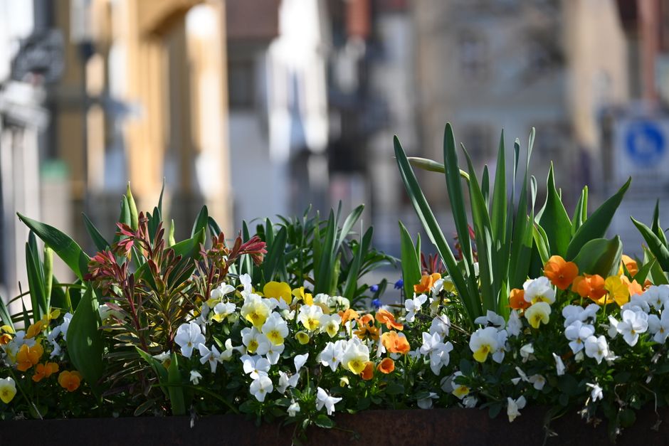 A vibrant floral arrangement featuring a mix of white, yellow, and orange pansies with delicate petals and bright colors. The flowers are densely packed in a rectangular container, with lush green fol