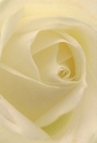 This image draws you closer to the centre of a cream-white rose selected by passionate South Hornchurch florists, enveloping you in its delicate spiral as if you were part of its silky bloom. The petals are so finely layered-and so softly lit by the muted daylight that might filter through a window on South Church Avenue-that each edge seems kissed by the gentlest shadow. There's a peaceful luminosity, an impression of dew lingering after a gentle rain, and a serene beauty that brings to mind quiet walks through South Hornchurch's green spaces. The rose embodies reverence, making it the ideal messenger for sympathy, admiration, or the fresh beginning of a new chapter delivered to a neighbour's doorstep. Its fragrance is present yet reserved, like a private reassurance, emphasizing both the emotional artistry and tender skill with which each local South Hornchurch florist creates their most meaningful bouquets.